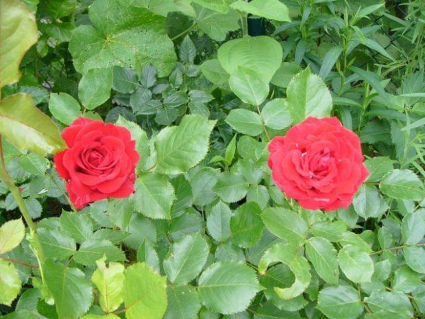 siostry #róze #kwiatki