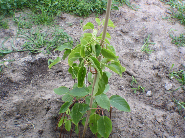 Actinidia - Jumbo