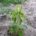 Actinidia - Jumbo