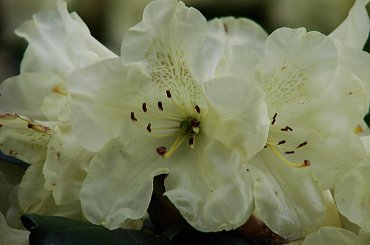 #kwiaty #rododendrony