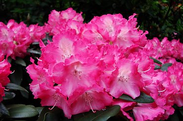 #kwiaty #rododendrony