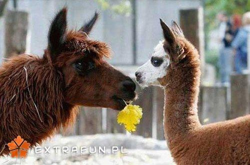 www.extrafun.pl #extrafun