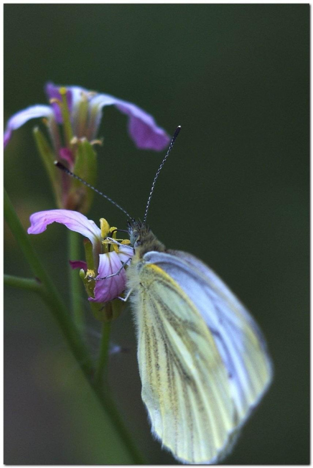 #makro #natura #owady #motyle #pająk