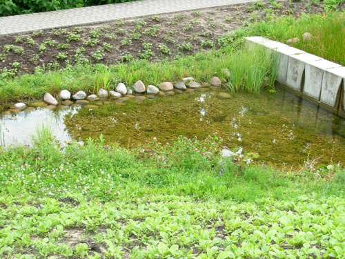 Mini jeziorko w ogrodzie Biblioteki Uniwersyteckiej #Warszawa