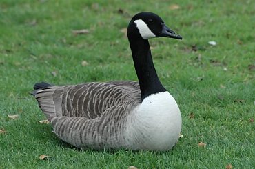 Kew Gardens #kaczka #kaczor #ptak