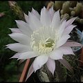 232.Echinopsis multiplex