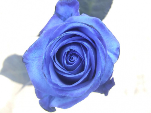 błękitna róża