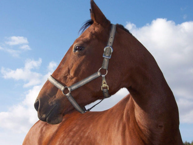 Kochana Vena #Dubiecko #konie #zwierzęta