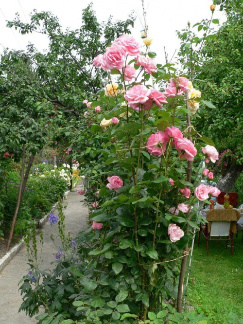 #róża #ogród