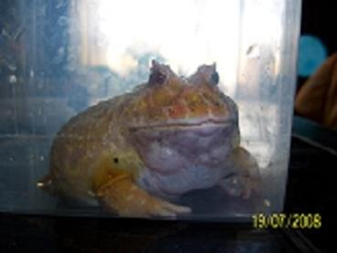 żaba rogata albino #żaba