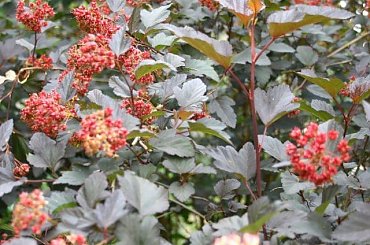 pęcherznica #ogród #krzew