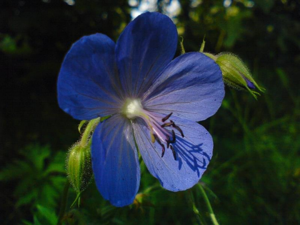 Bodziszek łąkowy - Geranium pratense