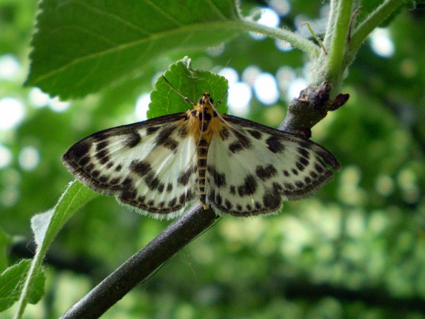 Eurrhypara hortulata . Data : 05.06.2008. Miejscowość : Piaski Wielkopolskie .