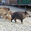 Krynica Morska-Dziki plażują czyż nie są słodziutkie ;)
