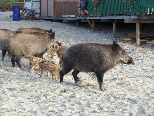 Krynica Morska-Dziki plażują czyż nie są słodziutkie ;)