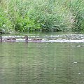 Spływ kajakowy- kaczki #woda #biwak #kajaki
