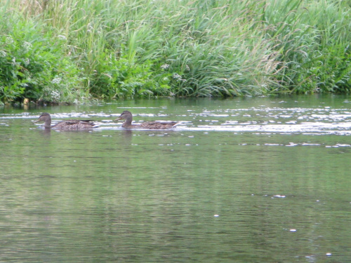 Spływ kajakowy- kaczki #woda #biwak #kajaki