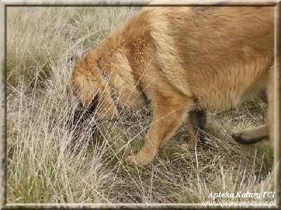 #leonberger #AptekaNatury