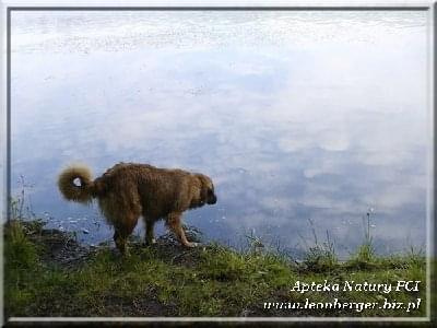 #leonberger #AptekaNatury