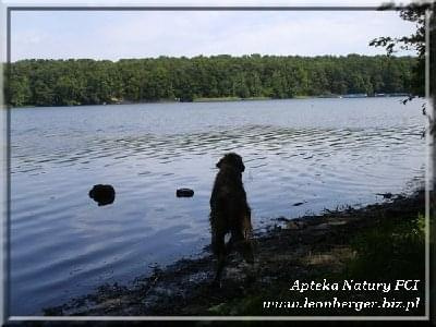 #leonberger #AptekaNatury