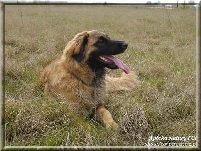 #leonberger #AptekaNatury