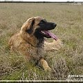 #leonberger #AptekaNatury