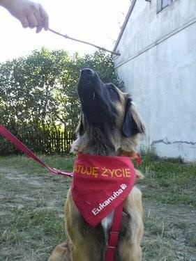 #leonberger #AptekaNatury