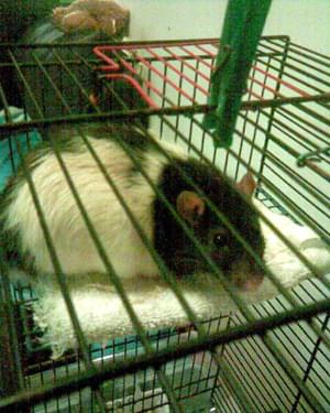 Robert.