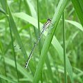 Łątka dzieweczka - Coenagrion puella . Data : 05.06.2008. Miejscowość : Piaski Wielkopolskie .