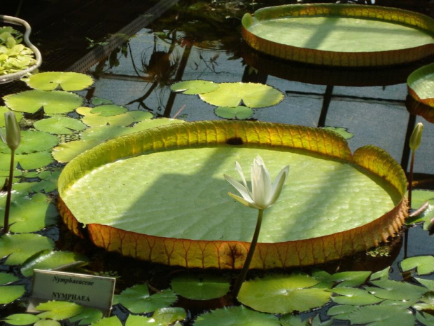 Ogród Botaniczny w Krakowie 02.08.2008