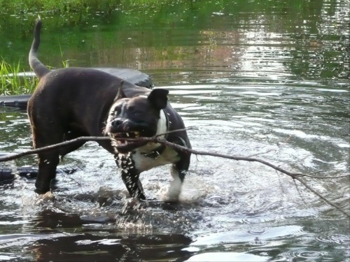 Tora walczy z patykiem