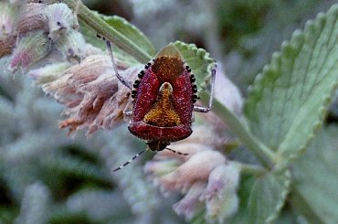 Śmierdziel, czyli Dolycoris baccarum-plusknia jagodziak #MÓJOGRÓD #FAUNA #zyjatka #owady #robaki