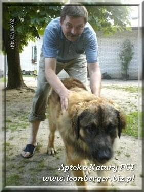 #leonberger #AptekaNatury