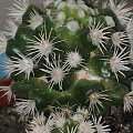 kaktus miniaturka