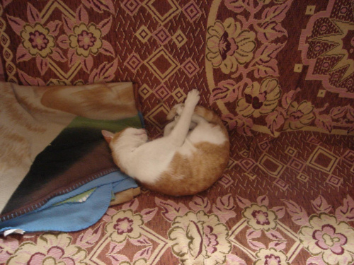 #kot #łóżko #lenistwo #leń #śpioch #pokój