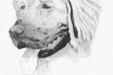 #LeonbergerAptekaNatury