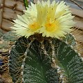 Astrophytum ornatum