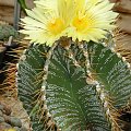 Astrophytum ornatum