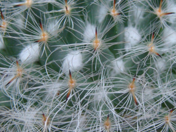 Mammillaria hahniana ssp. hahniana