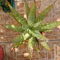 Aloe gariepensis