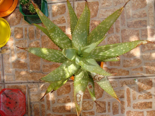 Aloe gariepensis
