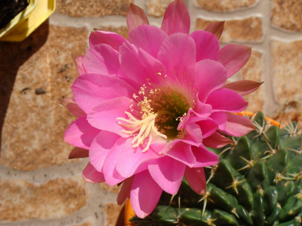 Echinopsis obrepanda