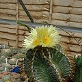 Astrophytum ornatum