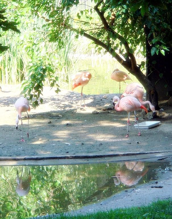 Flamingi