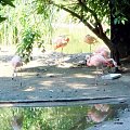 Flamingi