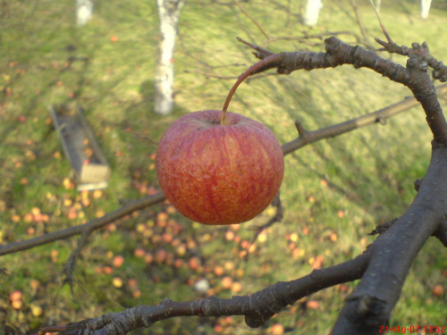 twardziel #przyroda #owoce #jabłka