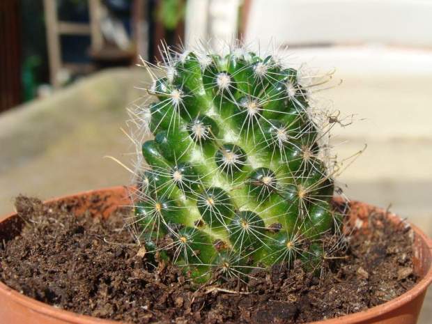 Mammillaria