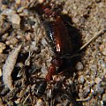 mrówczy żywot #mrówki #przyroda