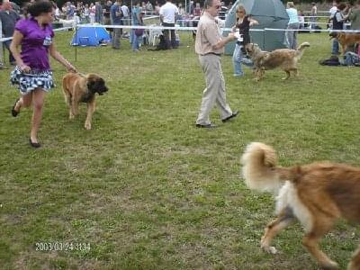 #leonberger #AptekaNatury