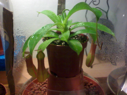 Nepenthes 'ventrata'